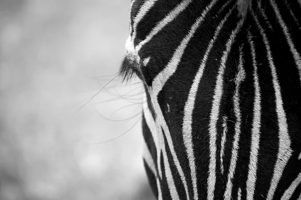Afrika Safari 3