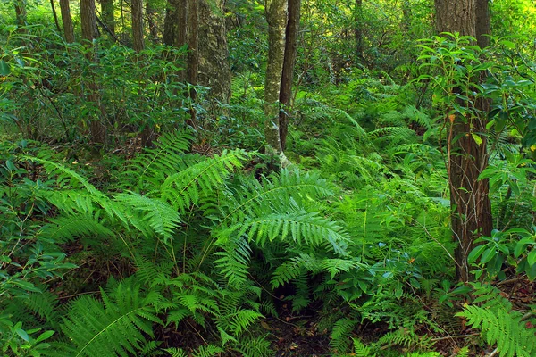 Reynolds Spring Natural Area (5)