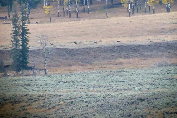 Following the Lamar Valley Wolf Pack in Yellowstone