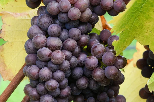 Pinot Grigio prior to harvest, vintage 2012