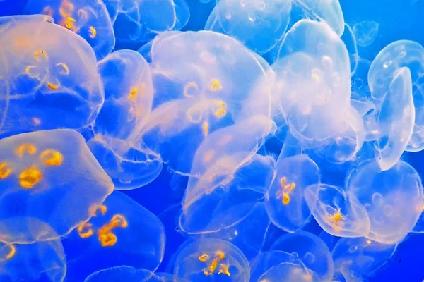 Attack of the Moonjellies