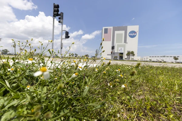 Wildflowers at KSC