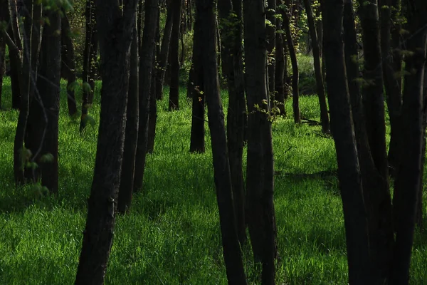 green forest