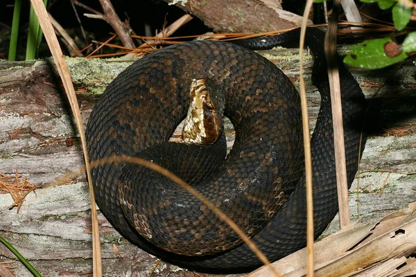 Cottonmouth