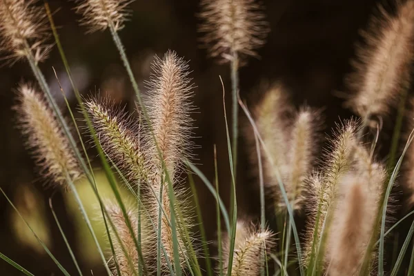 Bokeh Işık 2