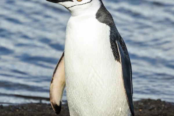 Penguen 4