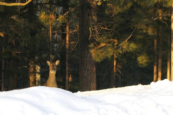 Deer forest minnesota