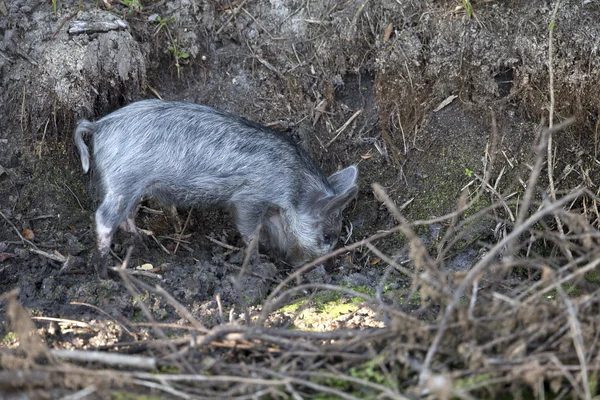 Wildlife Photography - Wild Pigs
