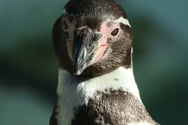 Penguen 3