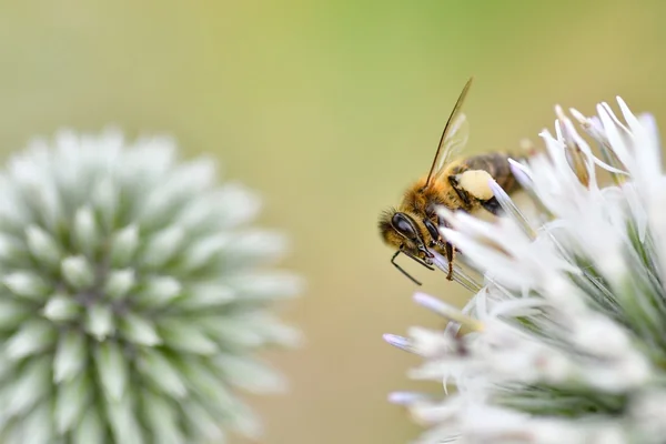 Bokeh Işık 2