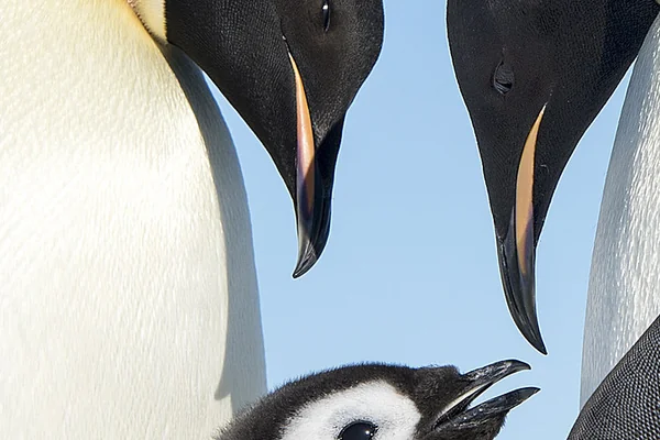 Raising baby. #emperor #penguin #antarctica