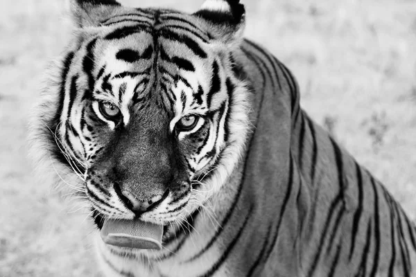 Tiger Wild Animal Sanctuary, Keenesburg