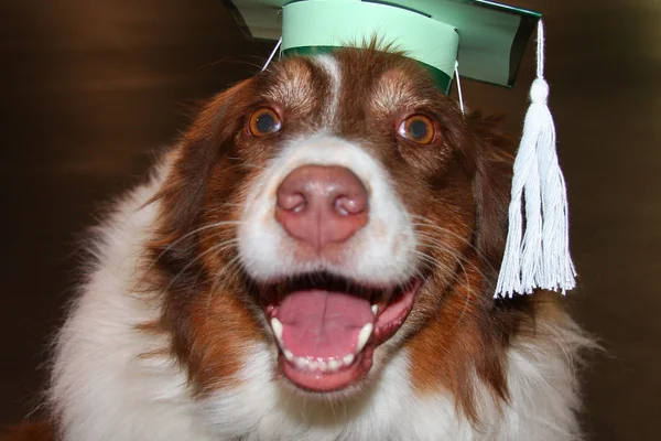 Ruby Sue in Graduation Cap