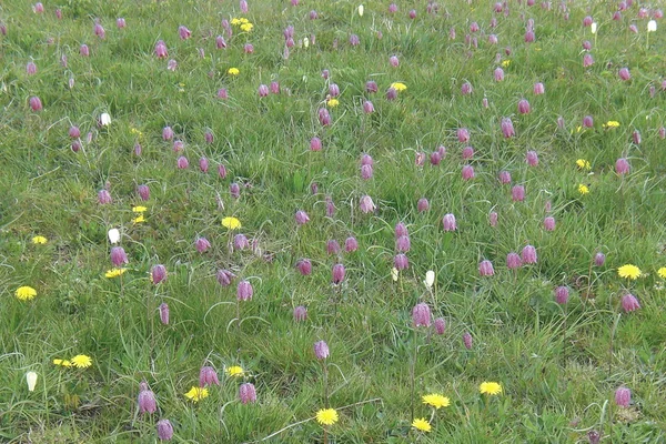 Meadow flowers