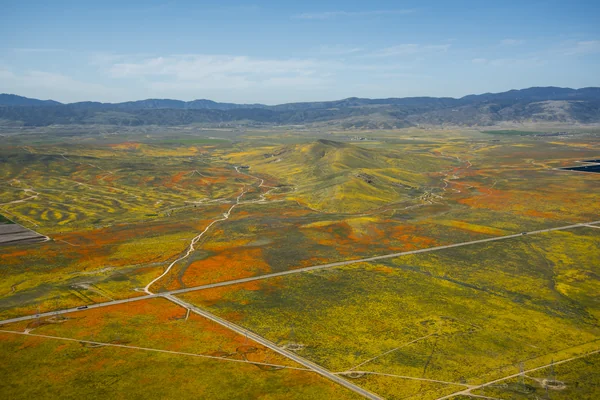 Rainy Winter Season Brings Abundance of Wildflowers and Poppies in Southern California's Antelope Valley. The poppy is the state flower.