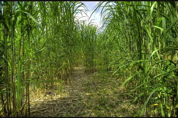 The Tropical Jungles of England