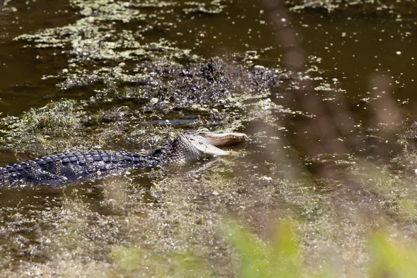 Wildlife Photography - Alligators