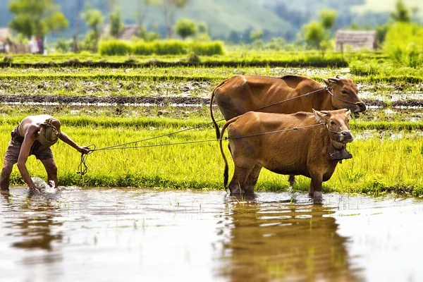 farmer working near Candidasa, Bali, Indonesia