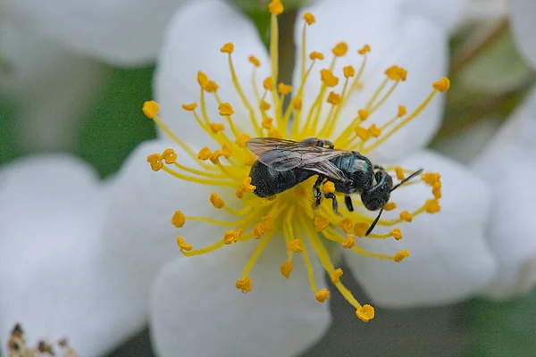Somerville Insect Macro #1