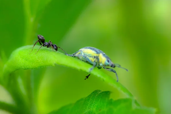 Böcek Makro