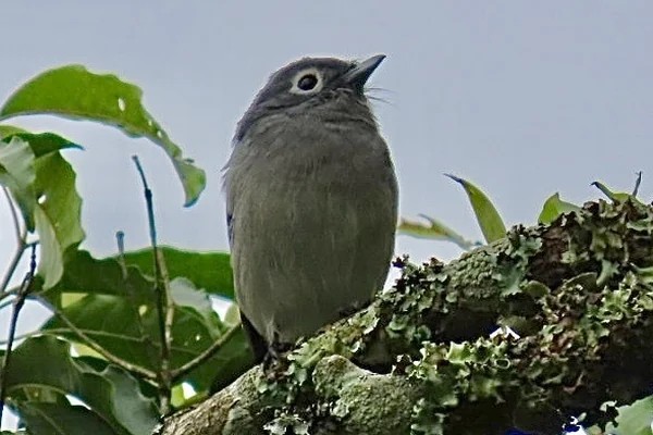 Sisli Orman
