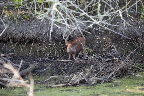 Wildlife Photography - Wild Pigs