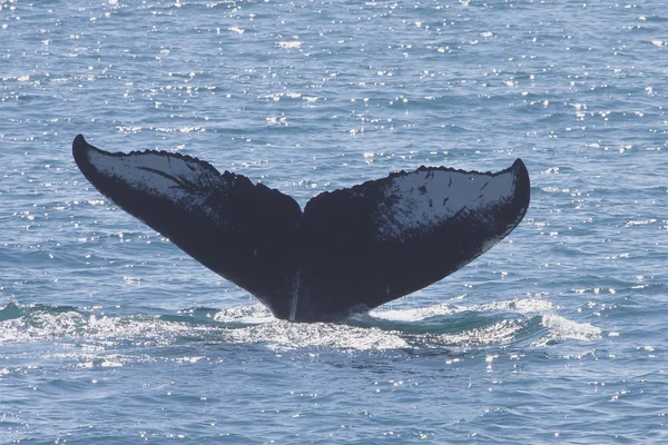 Humpback Whale (Megaptera novaeangliae) - Kenai Fjords NP Alaska