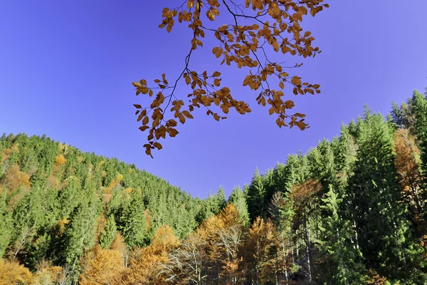 Bronze branches in front of autumn forest