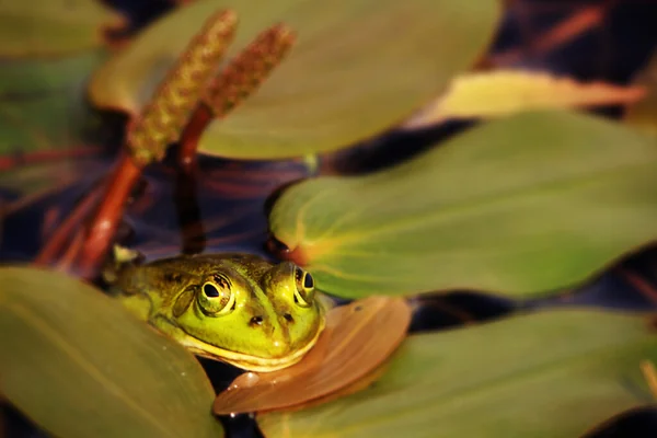 Frog Fatale ...