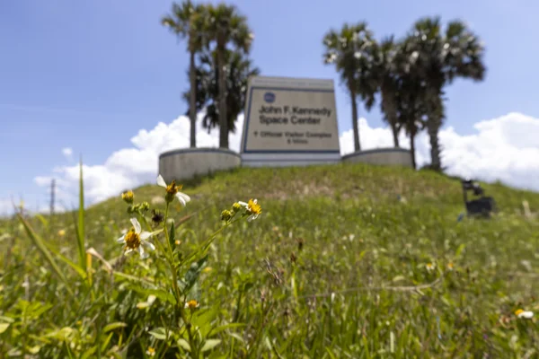 Wildflowers at KSC