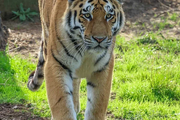 Sörf 5