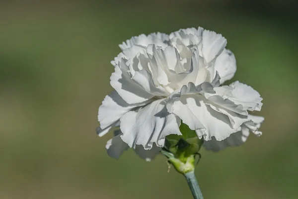 Deniz Ürünleri 5