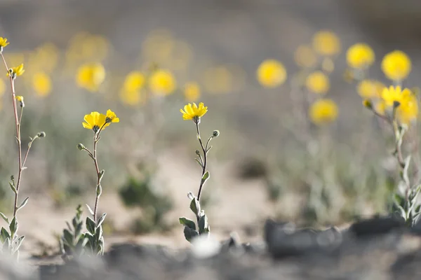 Wildflowers; Black Eagle Mine Road
