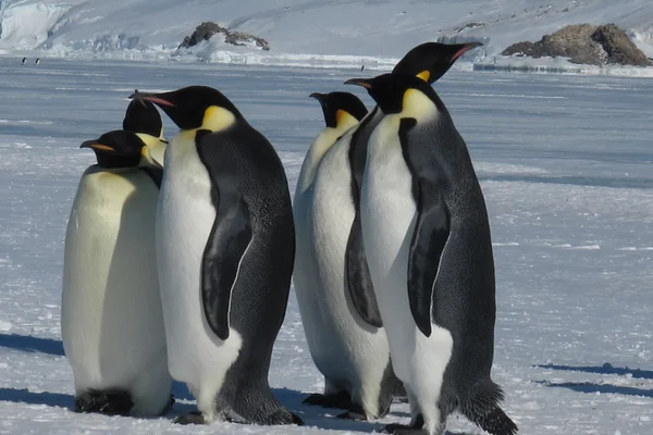 Penguen 3