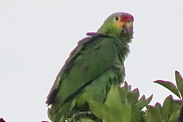 Tropikal Orman 4