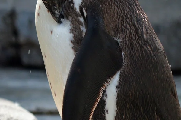 Penguen