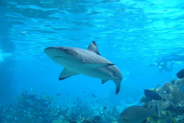 Shark