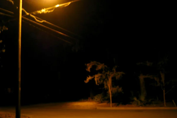 Night Street Light Pole Road Tree