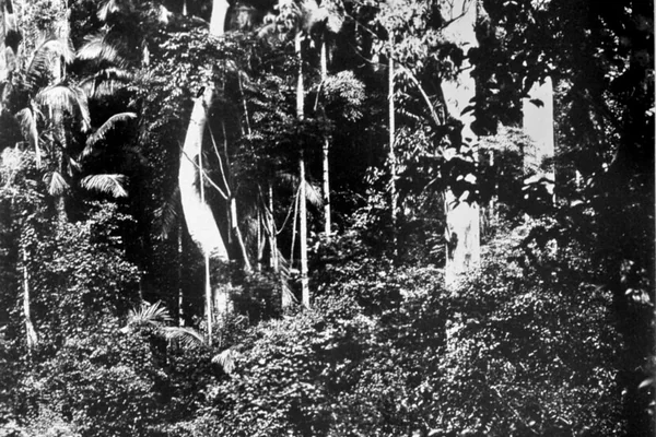 Tropical Jungle, Under Coomera, National Park, c 1930