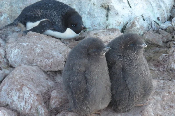 Penguen