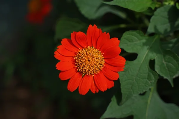 Bokeh Işık 3