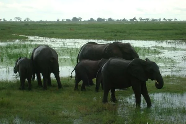 Elephant Herd