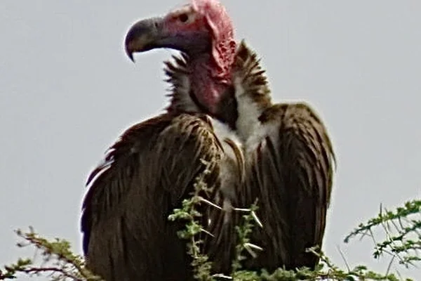 Fil Sürüsü 2