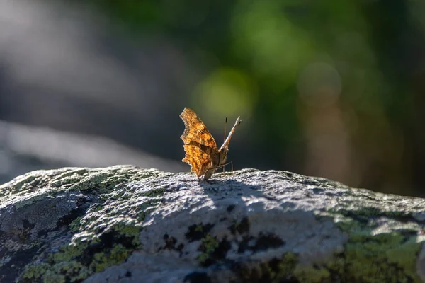 Bokeh Işık 3
