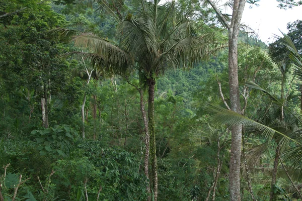 Tropikal Orman 3