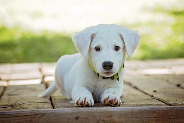 Köpek 2