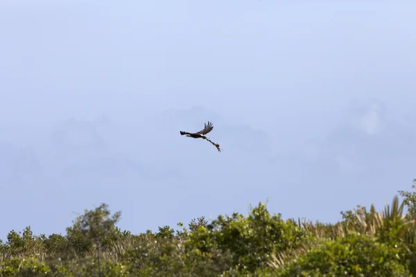 Wildlife Photography - Bald Eagle