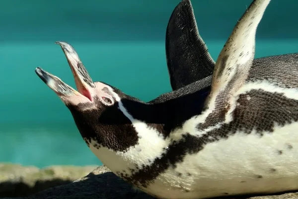 Penguen