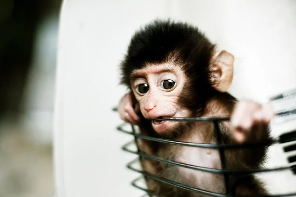 Baby Monkey in a Basket