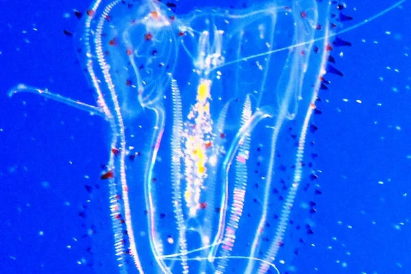 Aliens of the Ocean, Bioluminesent Marine animals